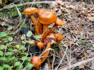 Млечники — идеальные грибы для засола и маринования