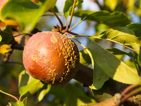 Монилиоз- лечение и профилактика, как бороться на вишне, абрикосе