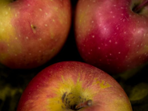 С яблони можно собрать 60 кг яблок