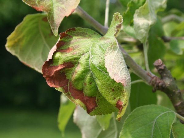 Вредители яблони фото листьев