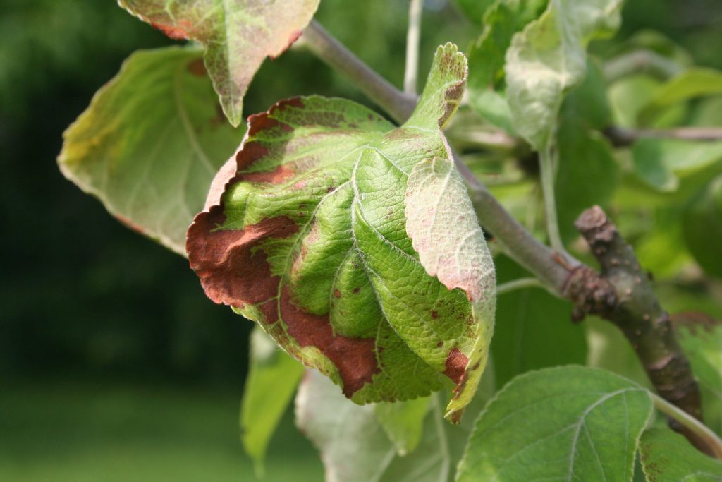 Яблоня болезни листьев и лечение фото