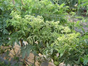 Проблемы тепличных помидоров: почему скручиваются листья