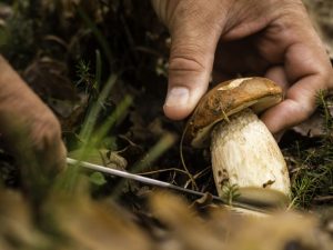 Какие грибы растут в Подмосковье— прогнозы на 2019 года