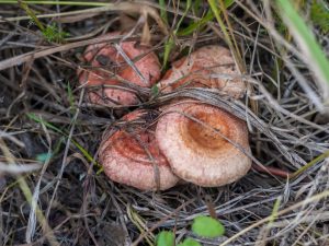 Волнушка — где найти этот ценный гриб