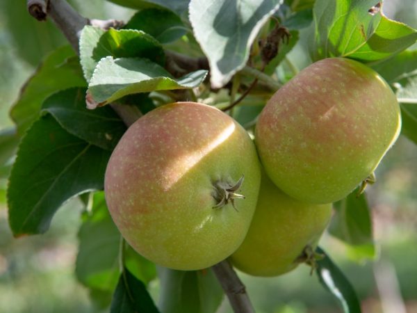Яблони для Сибири — какой сорт выбрать для посадки