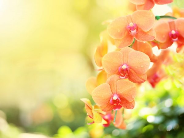 Орхидея Попугай — секреты выращивания