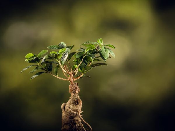 Фикус Гинсенг — что необходимо растению