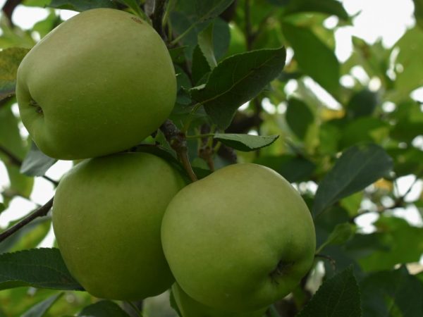 Яблоки Голден — описание сорта