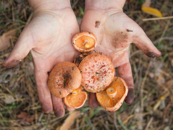 Как отмыть руки от грибов — самые простые способы