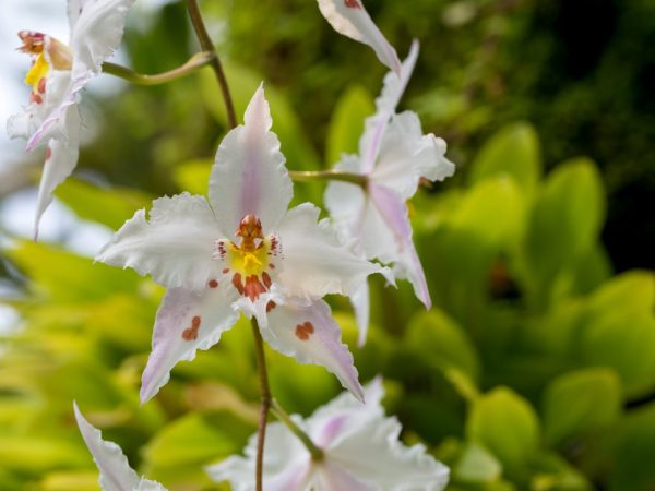 Орхидея Брассия — как выращивать дома