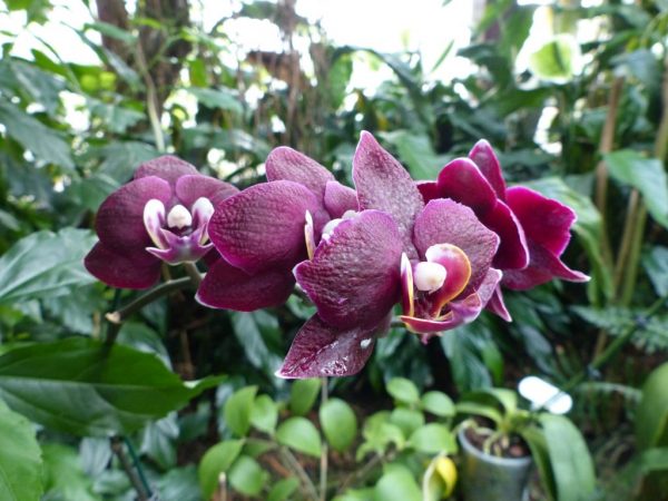 Орхидея Клеопатра — как ухаживать за этим восхитительным растением