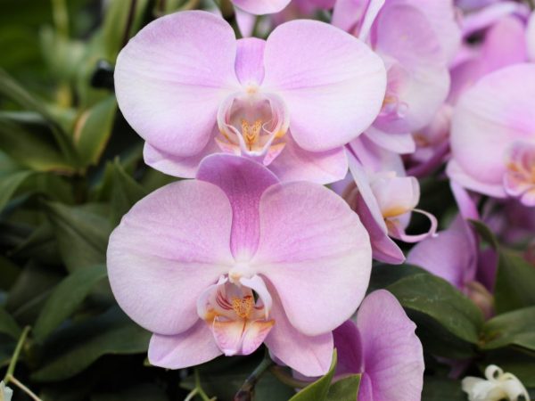 Орхидея Легато — розовая бабочка
