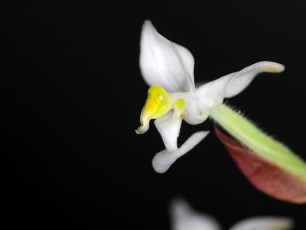 Орхидея драгоценная Лудизия — описание, посадка и уход