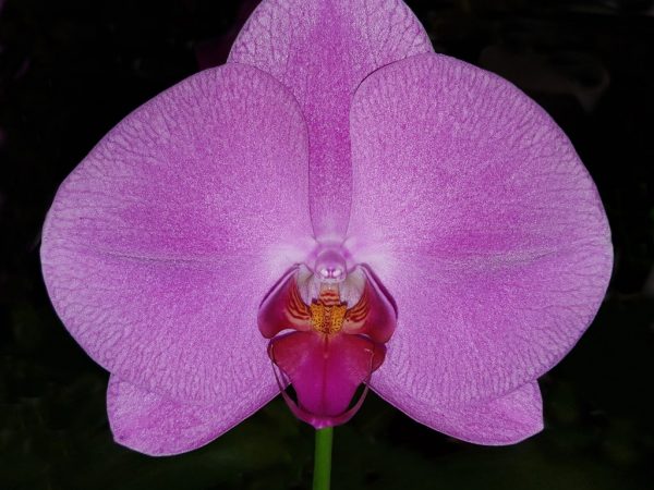 Орхидея требовательна к влажности