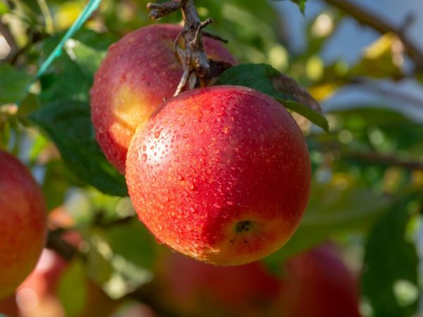 Лучшие сорта яблонь морозостойкие: посадка и уход