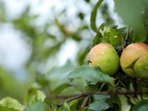 Лучшие сорта самоплодных яблонь: посадка и уход