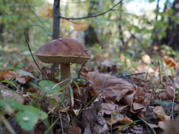 Какие грибы растут в средней полосы России