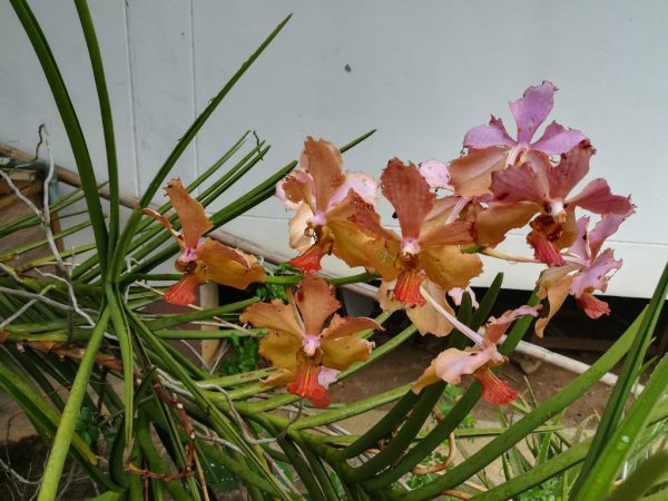 Почему орхидеи вянут листья и что с этим делать