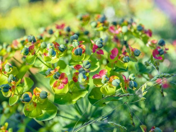 Молочай кипарисовый — декоративное растение для сада
