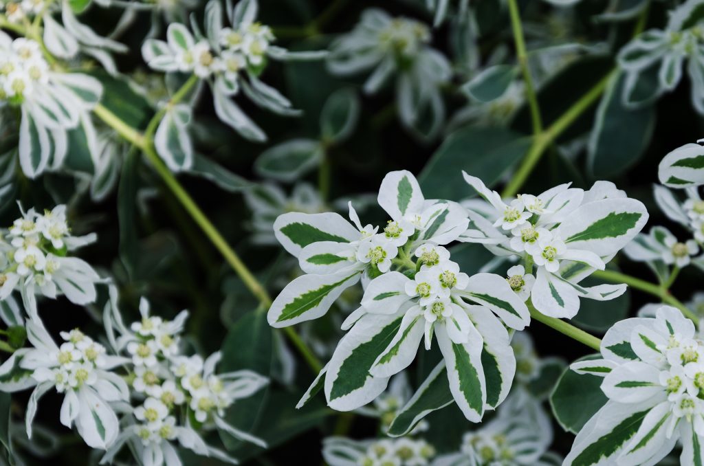 Цветок с зелено белыми листьями название фото и название