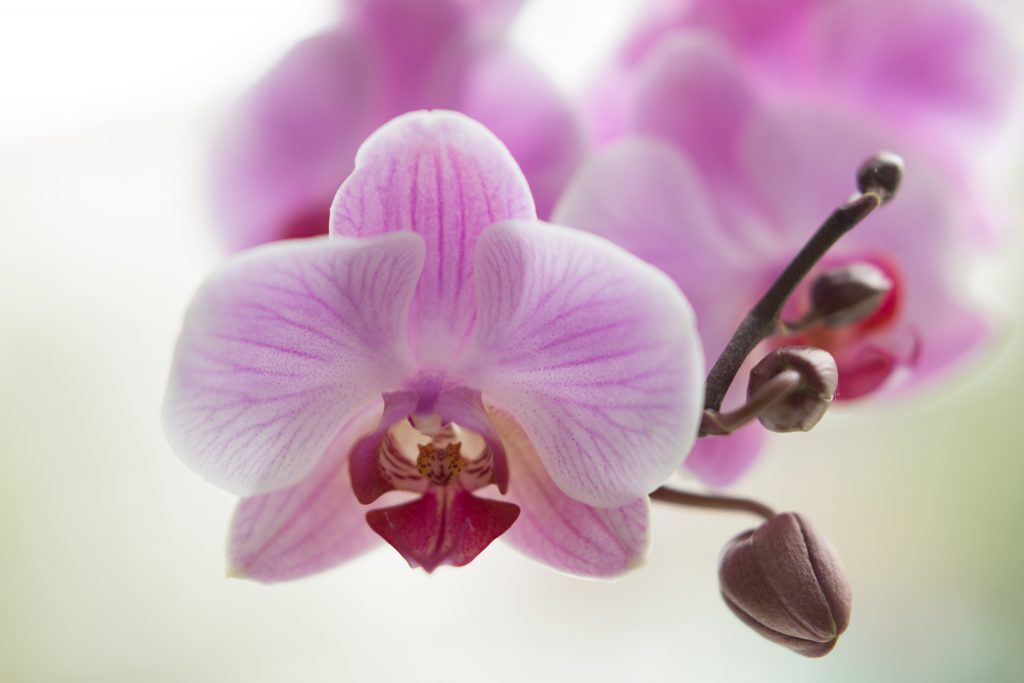 Почему желтеют нераспустившиеся бутоны у орхидеи и что делать для предотвращения этого?
