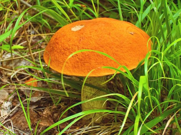 Подосиновик — популярный и ценный гриб