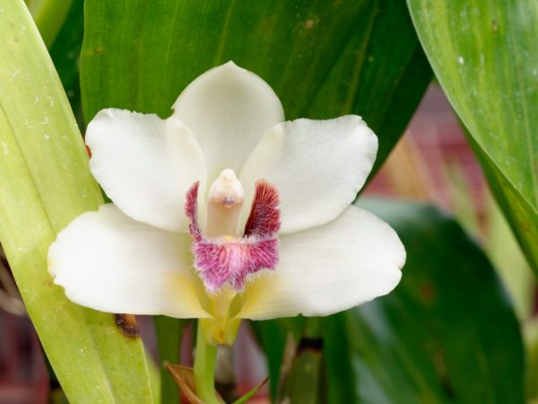 Фаленопсис желтый. Фото и описание солнечных сортов орхидей