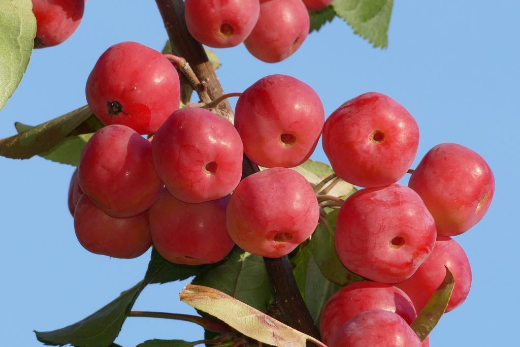 Ранетка сорта фото. Яблоня Сибирская Malus baccata. Яблоня Ягодная Malus baccata. Яблоня Ягодная Сибирячка. Яблоня декоративная Ягодная (Сибирская).