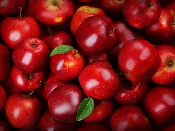 Сорт яблони Афродита — урожайность