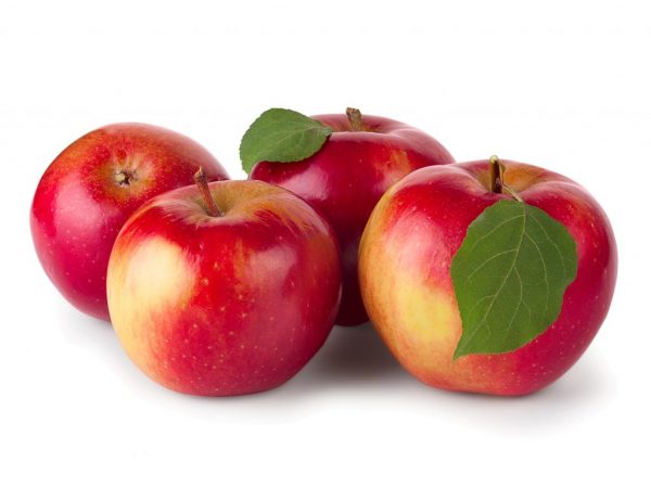 Яблоки Гала — особенности сорта