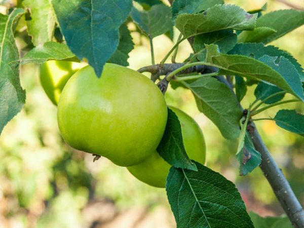 Колоновидные яблони для Подмосковья — описание сортов