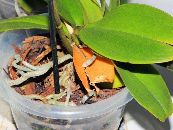 Почему орхидея потеряла листья? Как ее спасти?