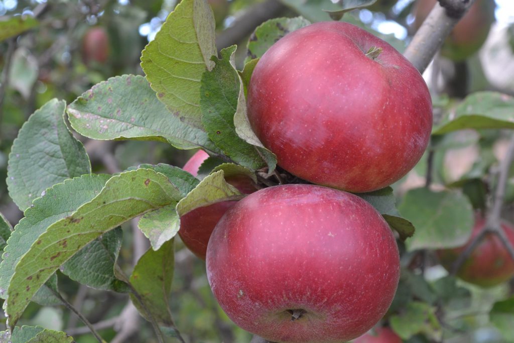 Сорта яблок в саратовской области названия и фото и описание