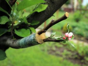Яблоня Медуница — основные характеристики сорта