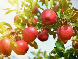 Яблоня Толунай — продуктивность сорта и вкусовые качества