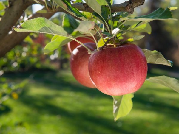 Яблоки Айдаред — легендарный сорт из Америки