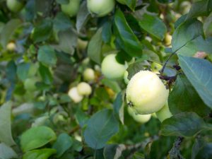 Сорт яблони Мечта — подробная информация