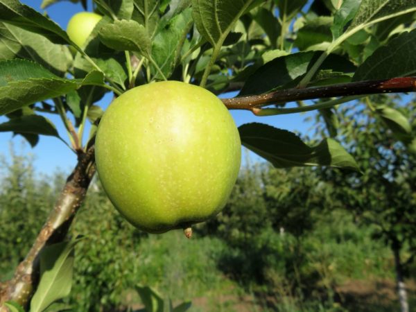 От правильности посадки зависит здоровье яблони
