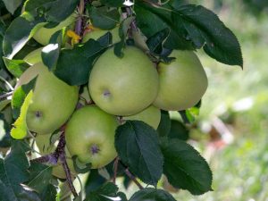 Яблоня Квинти — особенности культивирования