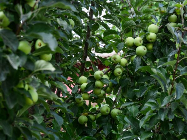 Яблоня Лигол — особенности выращивания