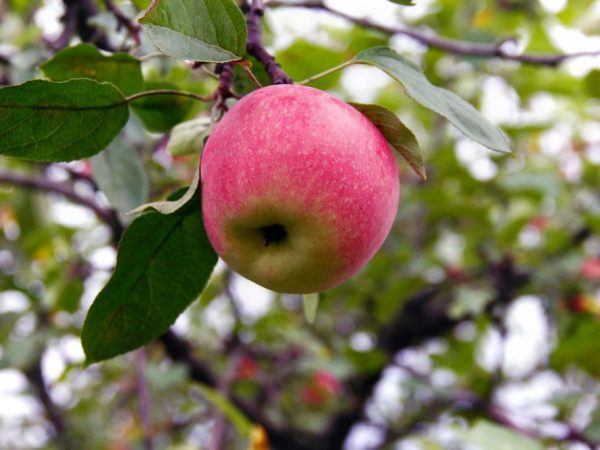 Яблоней Мельба — правила выращивания