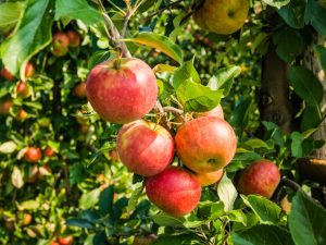Секреты выращивания яблони Пепин Шафранный — от посадки до хранения