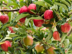 Яблоки Пинк Леди — полное описание сорта