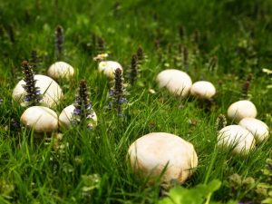 Луговой шампиньон — описание гриба