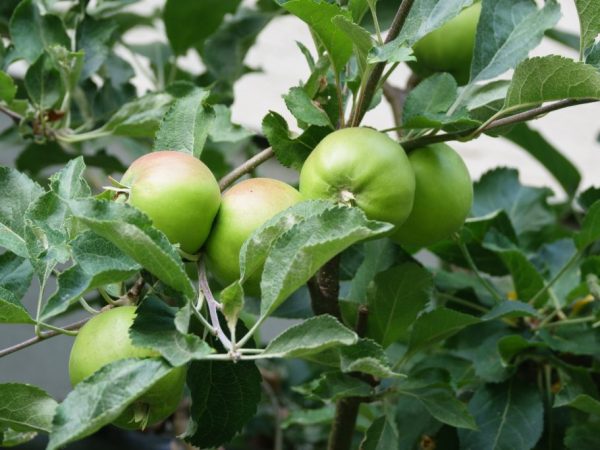 Яблоня Спартан — особенности выращивания