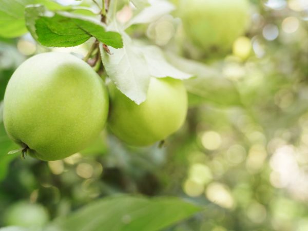 Яблоня Славянка — сортовые характеристики