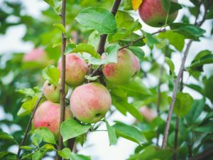 Яблоня Подснежник — как выращивать данный сорт