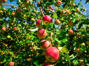 Яблоня Флорина — сортовые характеристики