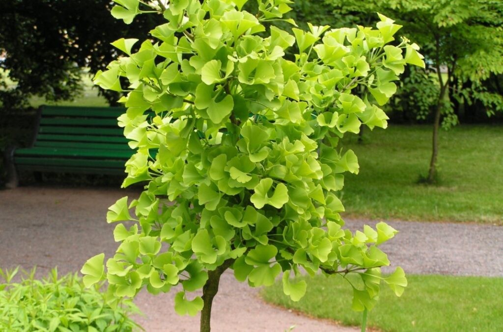 Гингобелоба растение фото
