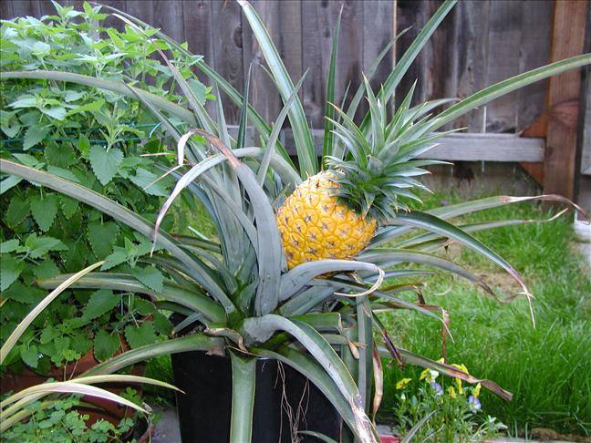 Как выращивать ананас из верхушки и семян в домашних условиях